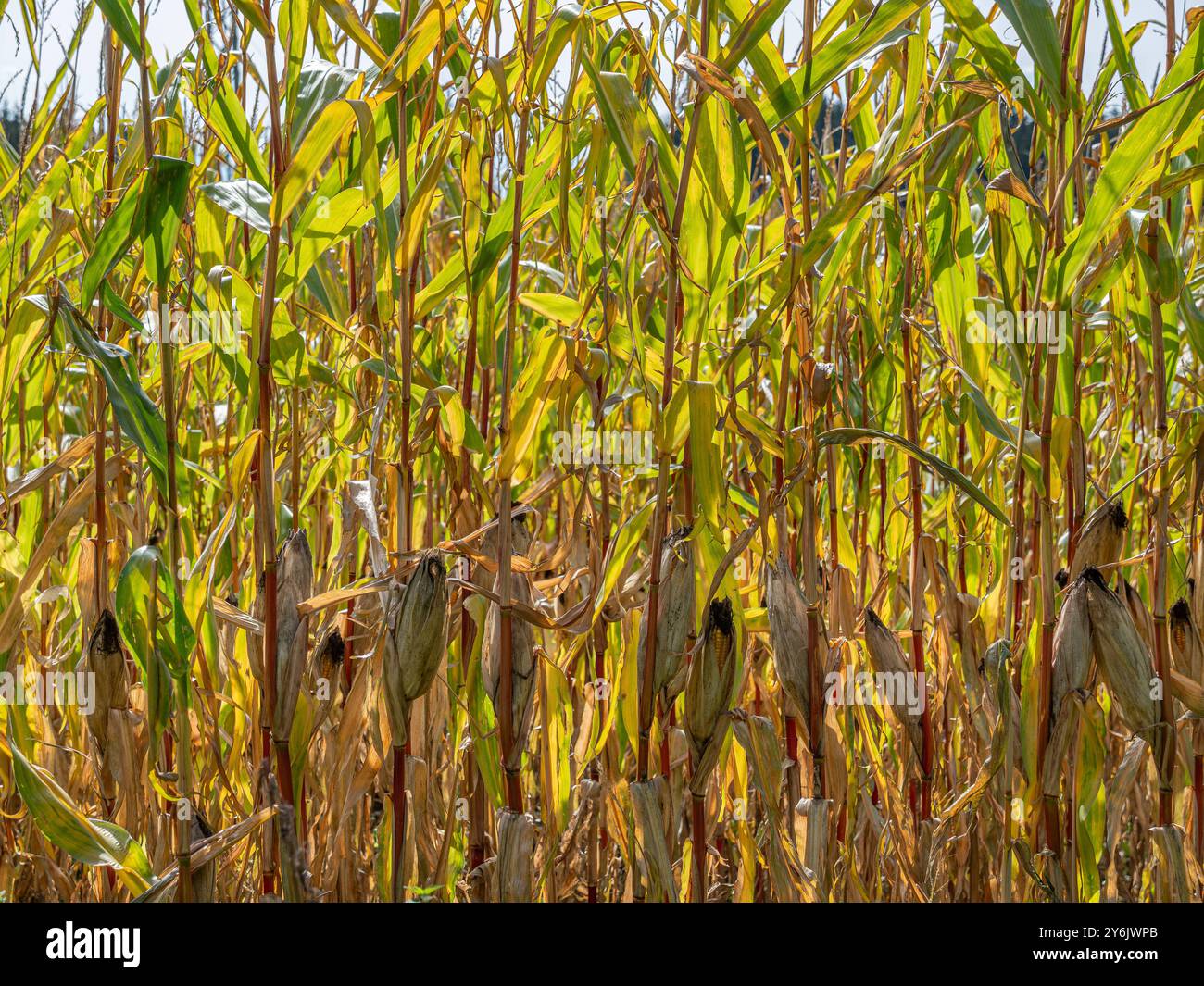 Vertrocknetes Maisfeld, Klimawandel, Hitzeschaden, Bayern, Deutschland, Europa Vertrocknetes Maisfeld, Klimawandel, Hitzeschaden, Bayern, Deutschland, Stockfoto