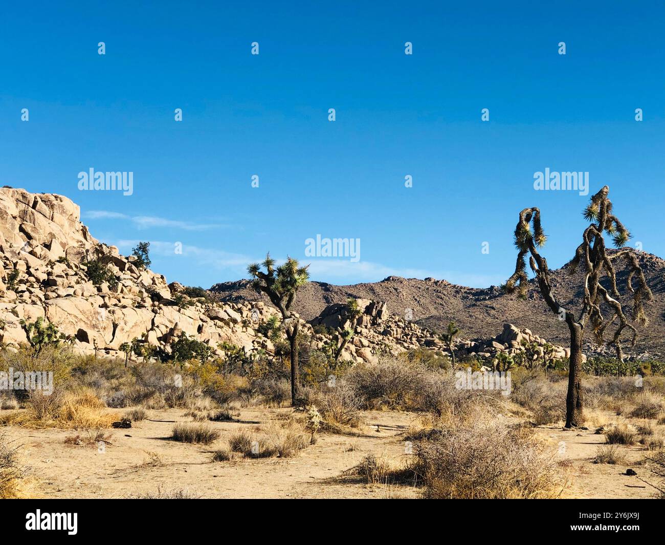 Der Joshua Tree National Park, die Mojave-Wüste, bietet zerklüftete Felsformationen, berühmte Joshua-Bäume und ein riesiges Sandgelände. Wildtiere tauchen bei Sonnenuntergang auf. Stockfoto