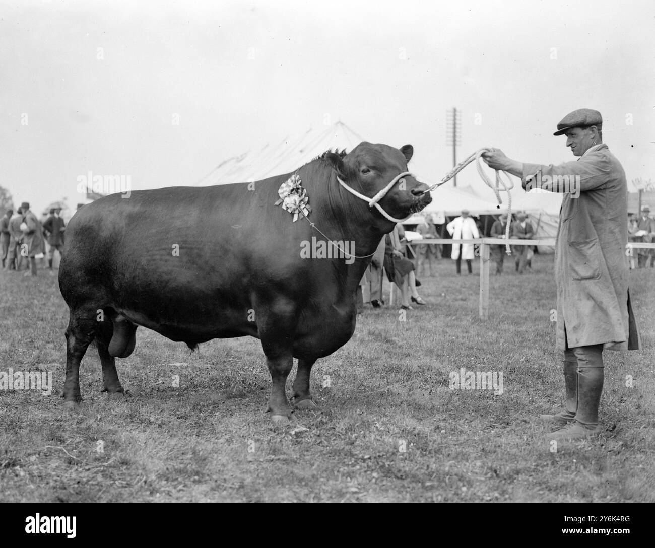 Bath and West Show in Swindon. "Prince Evade " Champion und Kurzdorn Bulle der 1. Klasse . 12. Mai 1929 Stockfoto