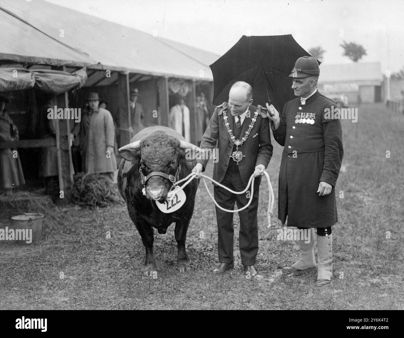 Bath and West Show in Trowbridge H M The King ' s Climsand Dazzler , ein Preisträger , der vom Bürgermeister von Devizes ( James Oram ) mit ihm gehalten wird, ist der Offizier in einer Uniform, die Beedles of Devizes seit mehr als 500 Jahren trägt. 1937 Stockfoto