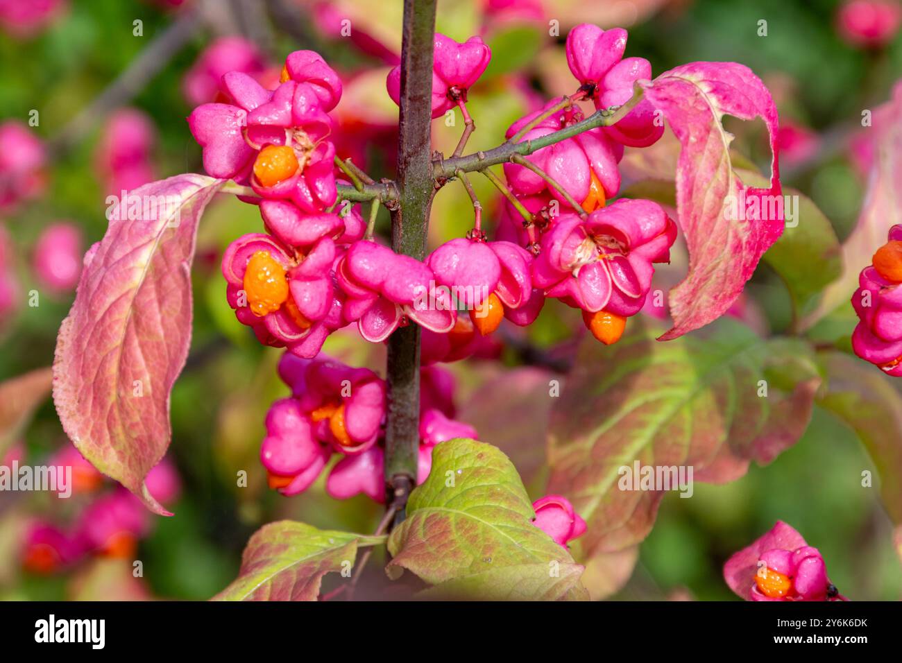 Rosafarbene Spindelbeeren auf europäischem Spindelbaum (Euonymus europaeus) im September oder Herbst, Großbritannien Stockfoto
