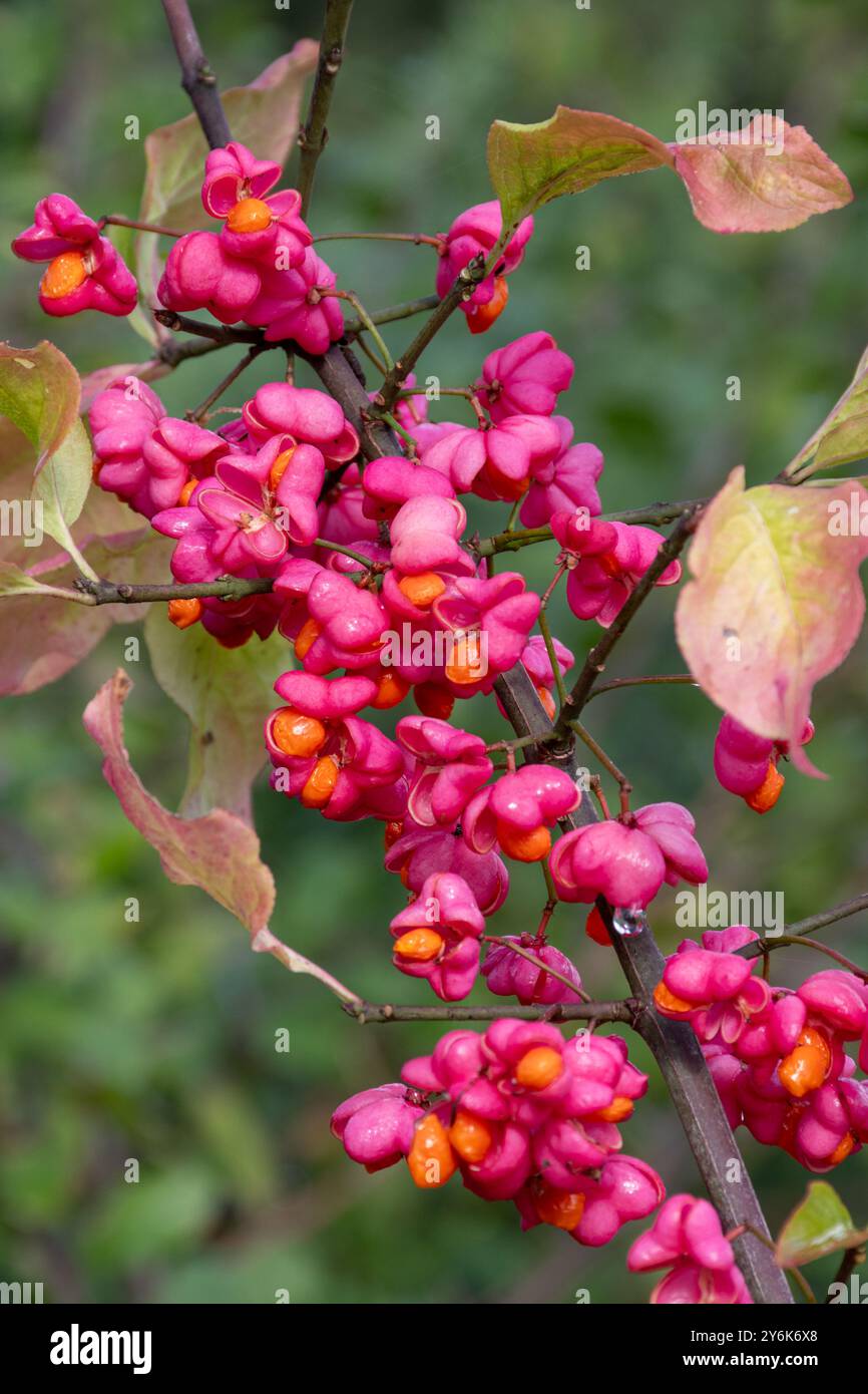 Rosafarbene Spindelbeeren auf europäischem Spindelbaum (Euonymus europaeus) im September oder Herbst, Großbritannien Stockfoto