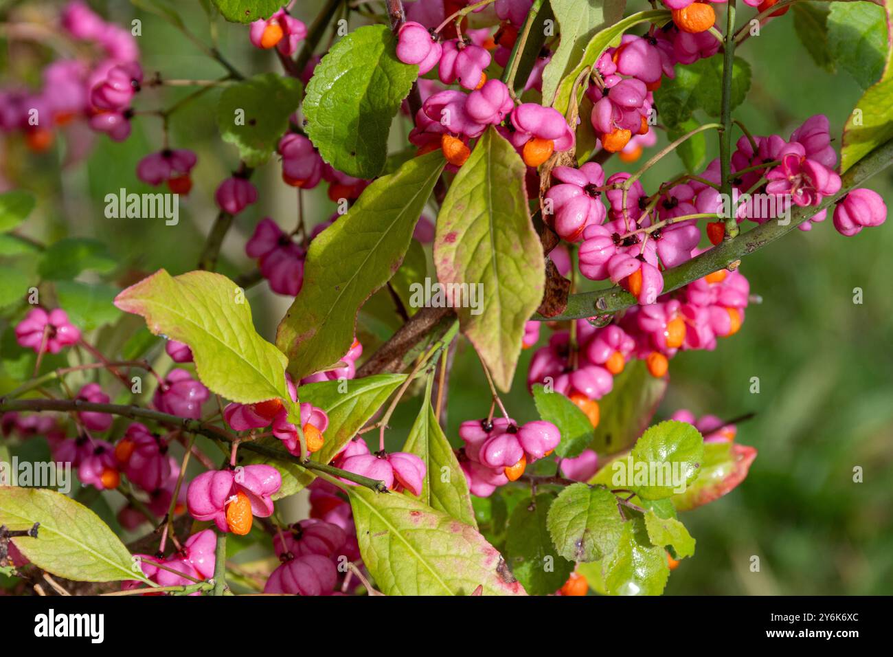 Rosafarbene Spindelbeeren auf europäischem Spindelbaum (Euonymus europaeus) im September oder Herbst, Großbritannien Stockfoto