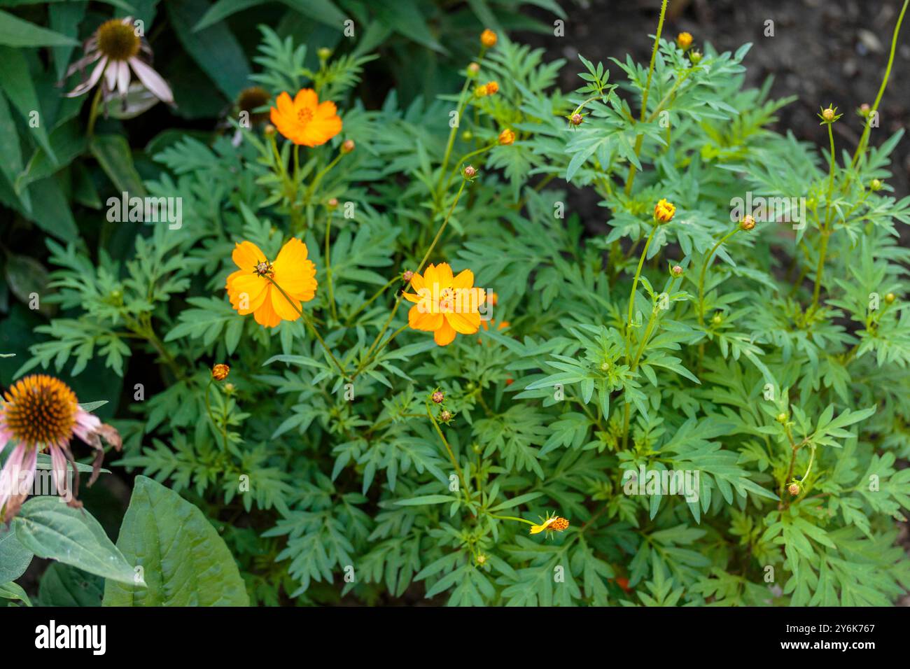 Weitwinkelansicht mehrerer Blüten einer Schwefel-Cosmos-Pflanze Stockfoto
