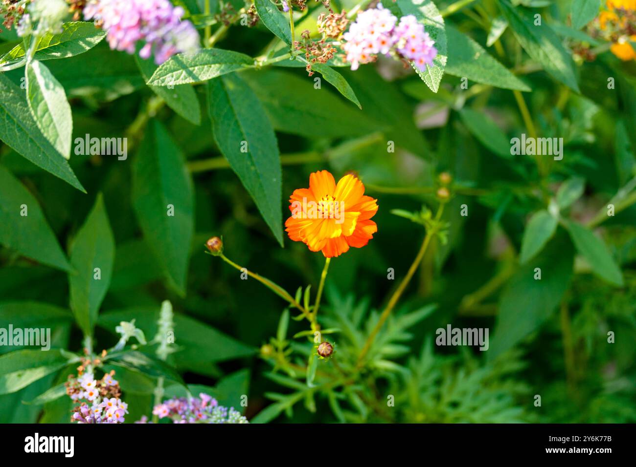 Eine neu eröffnete Blüte eines Schwefelkosmos blühen im Hintergarten Stockfoto