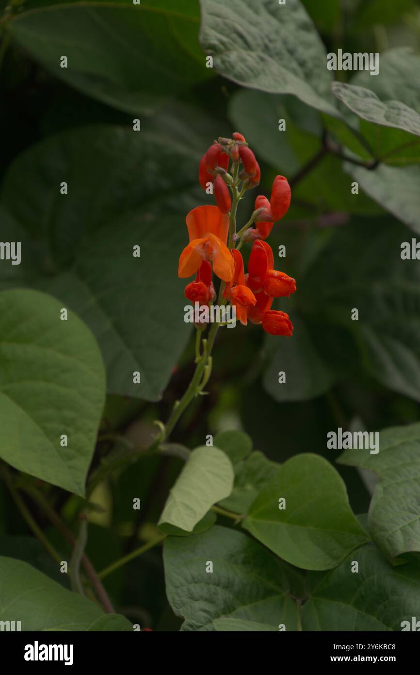 Phaseolus coccineus nannte in der Sommersaison auch Rote Blüten mit schönen grünen Blättern Stockfoto