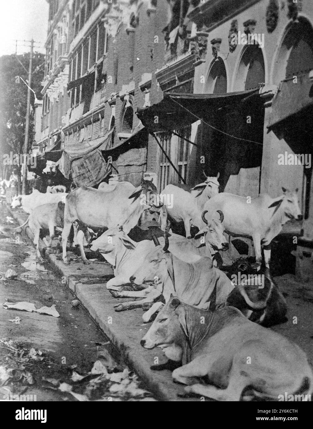 Heilige Rinder schlafen auf den Gehwegen in Kalkutta. Die Bestien dürfen durch die Geschäfte und Basare wandern, Polizei und Regierung werden gezwungen, sich der hinduistischen Religion zu unterwerfen. Mai 1922 Stockfoto