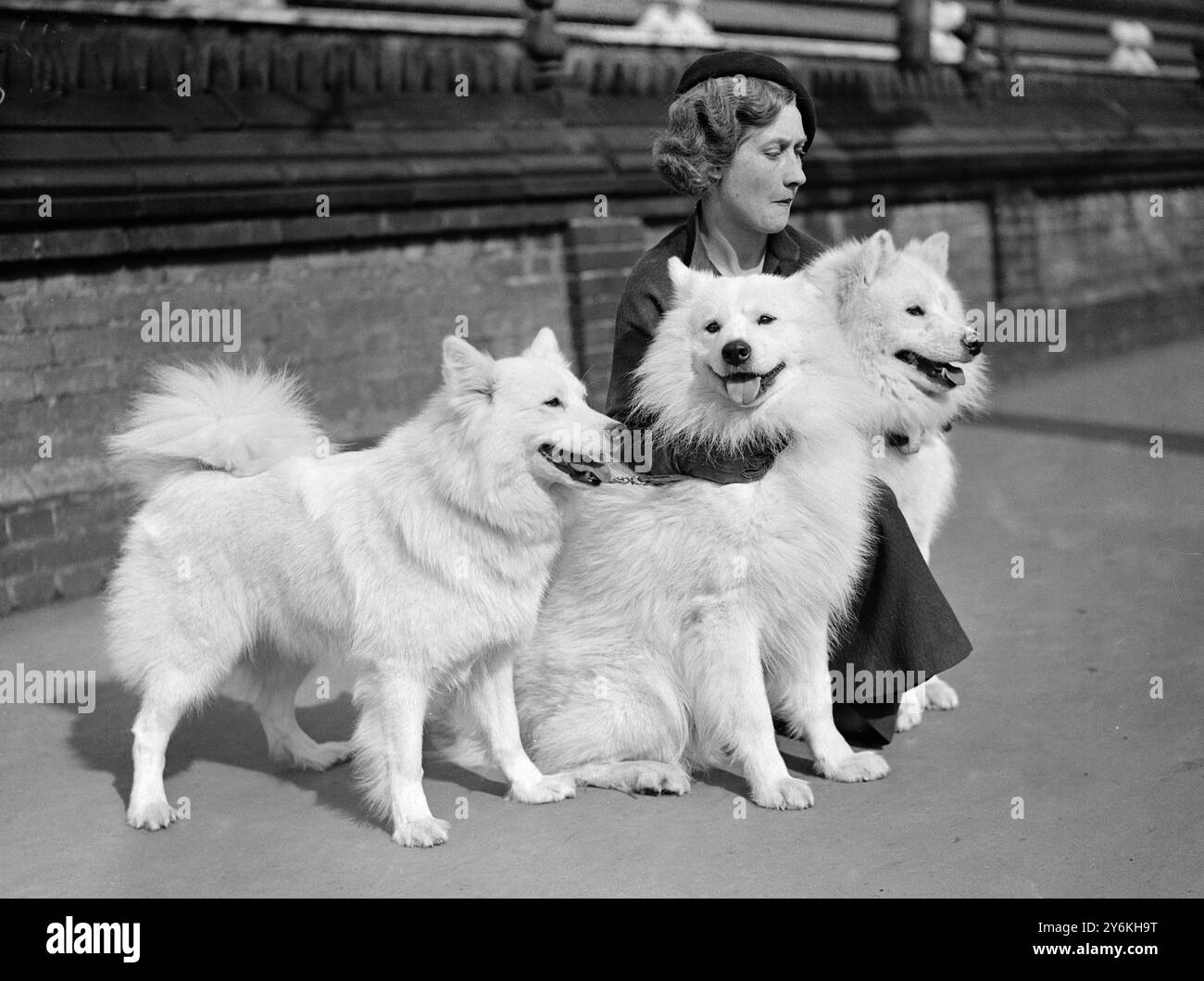 Kensington Canine Society Show im Crystal Palace. Miss Irene Perry mit ihren Samoyeds c.1937 ©TopFoto Stockfoto