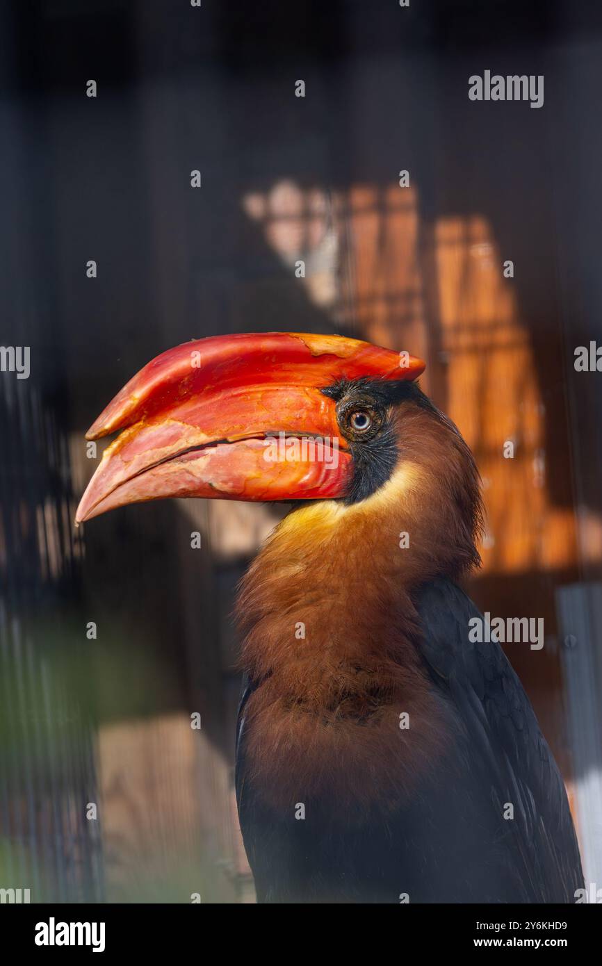 Nashornschnabel ernähren sich von Früchten und kleinen Tieren. Häufig in den Tieflandwäldern der Philippinen zu finden. Stockfoto