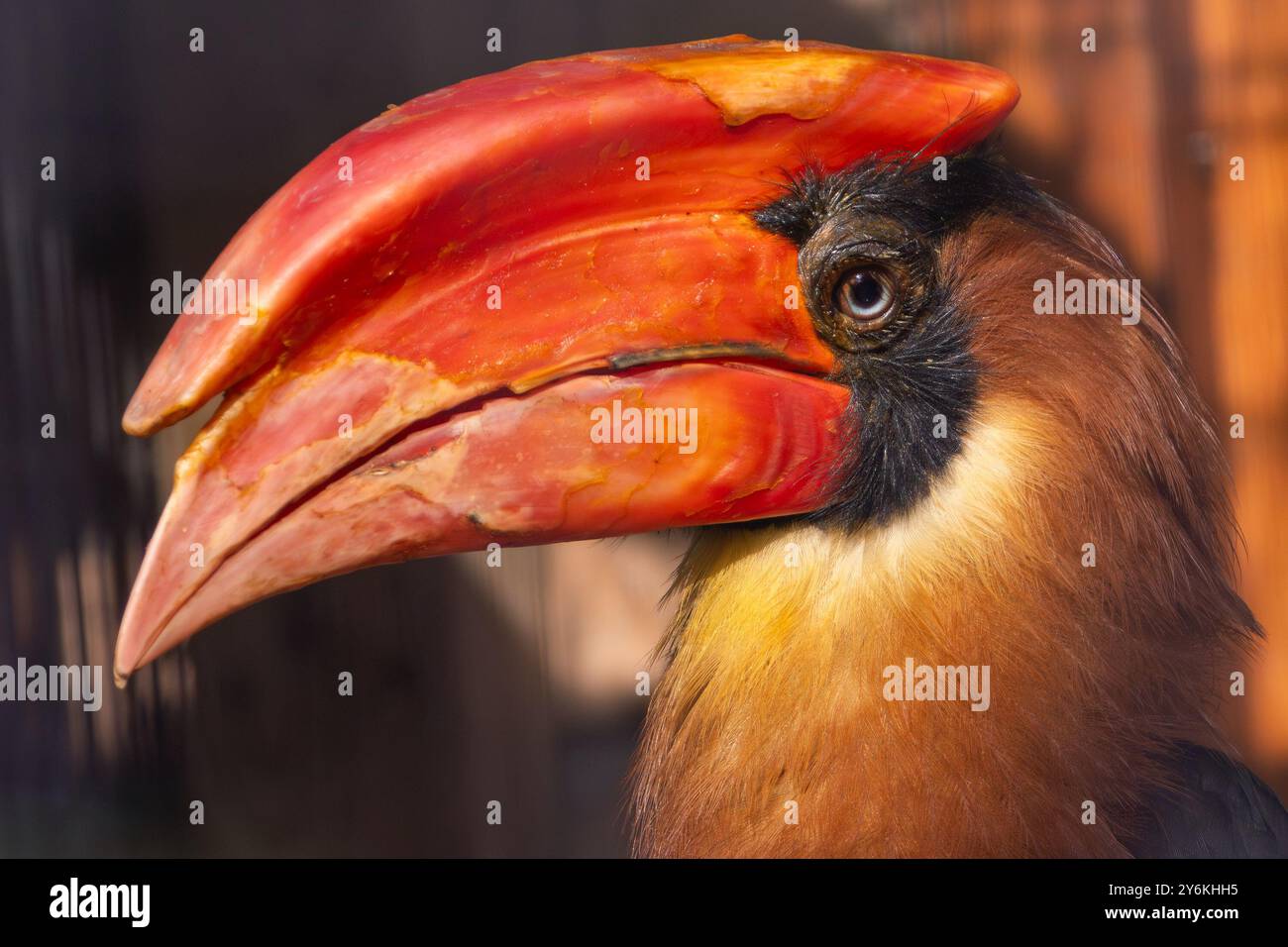 Nashornschnabel ernähren sich von Früchten und kleinen Tieren. Häufig in den Tieflandwäldern der Philippinen zu finden. Stockfoto