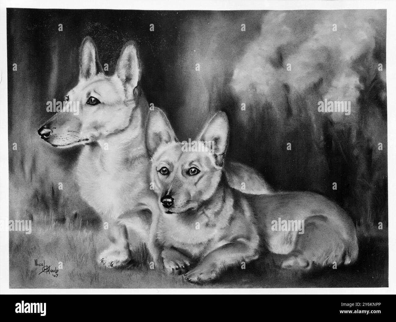 Ein Hochzeitsgeschenk, das H.R.H. Prinzessin Elizabeth besondere Freude bereitet hat, ist ein Pastellbild ihrer beiden walisischen Corgis Cracker, 8 Jahre alt, und Sue. Das Gemälde wurde von der Royal Society for the Prevention of Grausamkeit to Animals präsentiert und ist das Werk eines unbekannten autodidaktischen Malers, des 36-jährigen Ex-Geschwader-Anführers Nigel C. Mould, D.F.C., aus Notting Hill Gate, London. 11. November 1947 Stockfoto