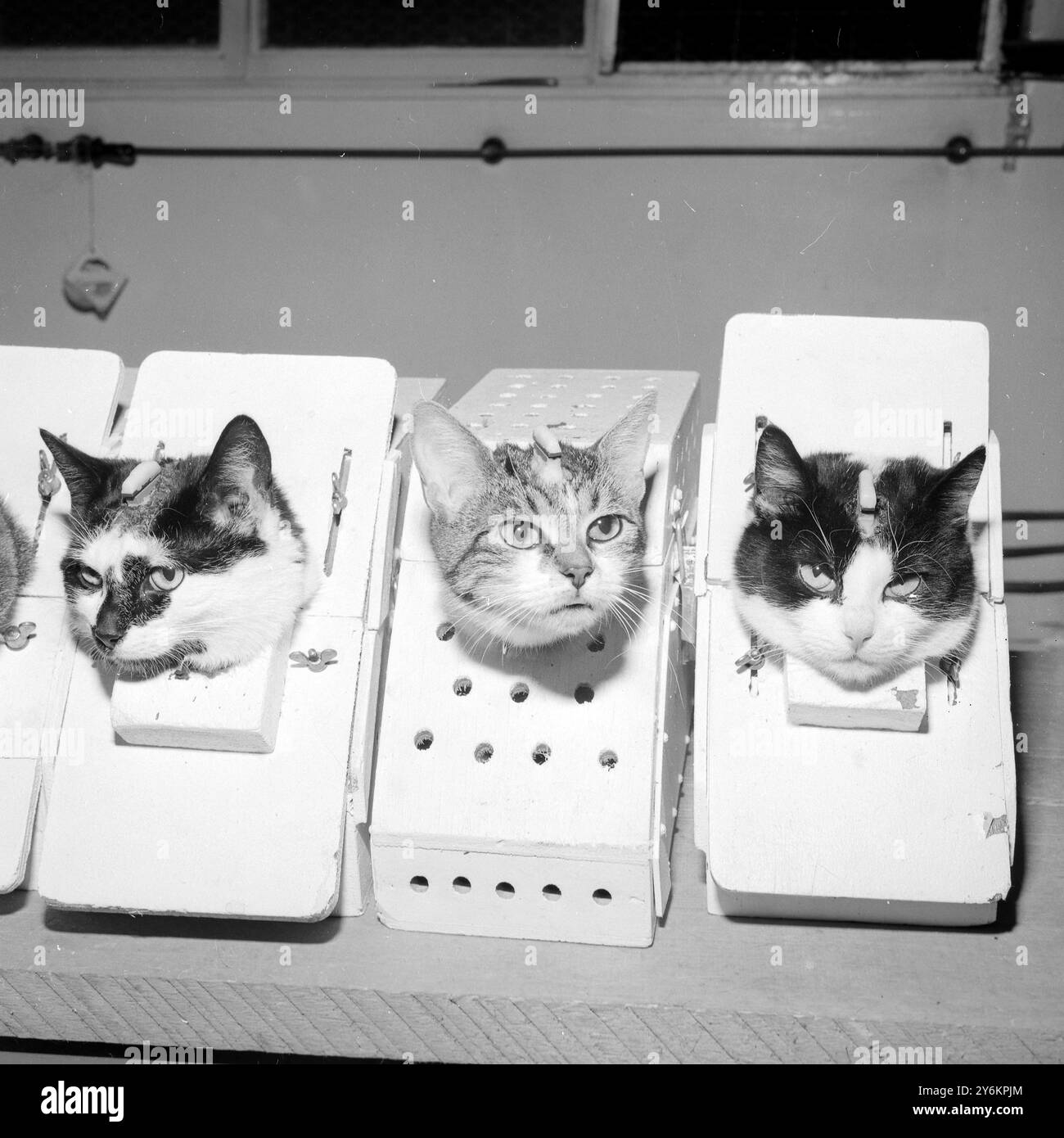 Paris Frankreich: Wartet auf ihre Raketen. Einige der Weltraumkatzen im Training am Aero Medical Center. Sie werden Lärm- und Bewegungsprüfungen auf die Weise ausgesetzt, wie sie menschliche Raumfahrer sind. Notieren Sie sich die Elektrodenanschlüsse an jeder Hand. Das ist Felicette in der Mitte. 1963 Stockfoto