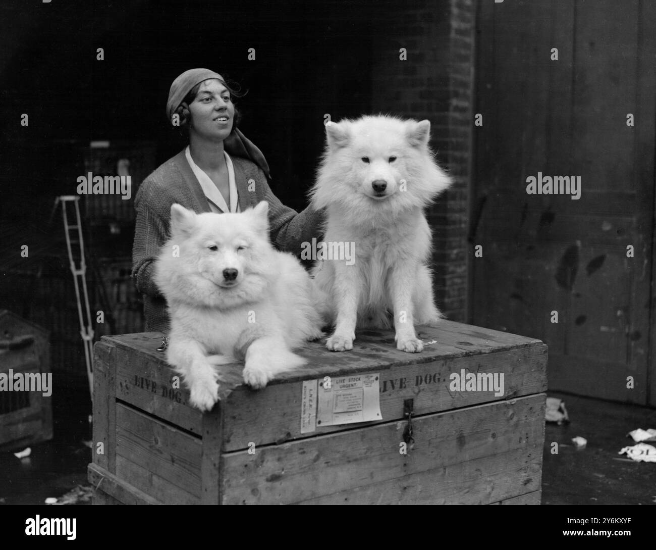 L.K.A. Show im Olympia. Miss Ivy Kilburn Scott mit ihren Samoyeds Sibirischer Keeno und Antarctic Zaza am 8. Mai 1925 Stockfoto