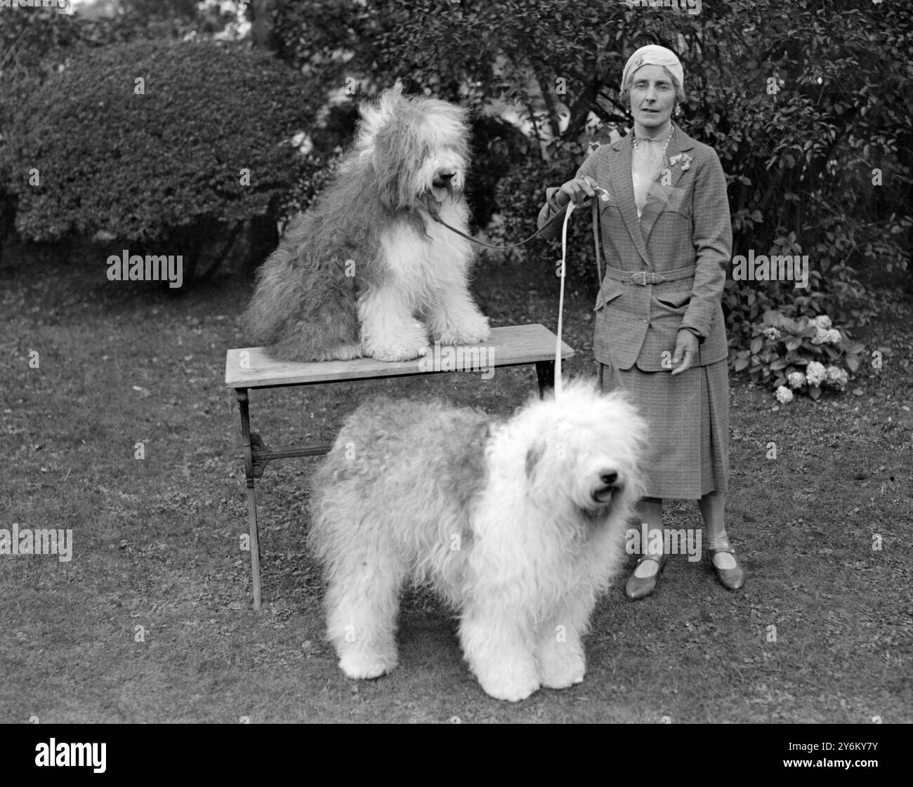 Kennel Club Show im Crystal Palace. Miss V. Croft mit ihren beiden alten englischen Schäferhunden "Raub im Tageslicht". 1931 Stockfoto
