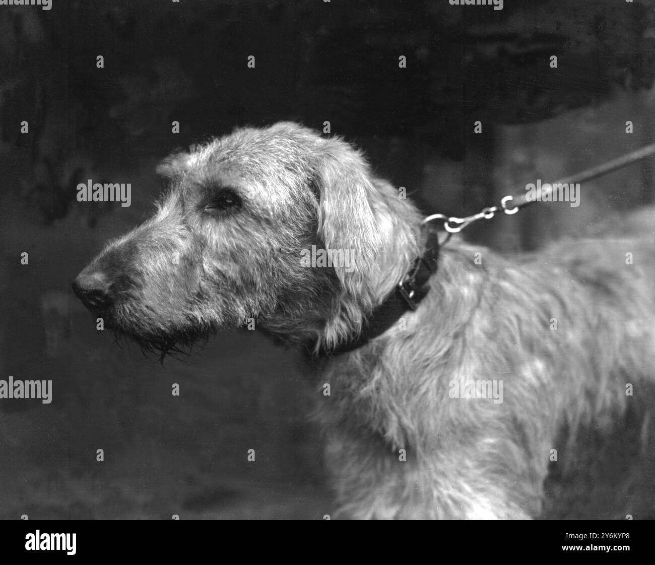 Cruft's Show in Agricultural Hall, Islington, London. 1923. Frau W. Walters irischer Wolfshund "Owen Oge of Rockburn" 15. Februar 1923 Stockfoto