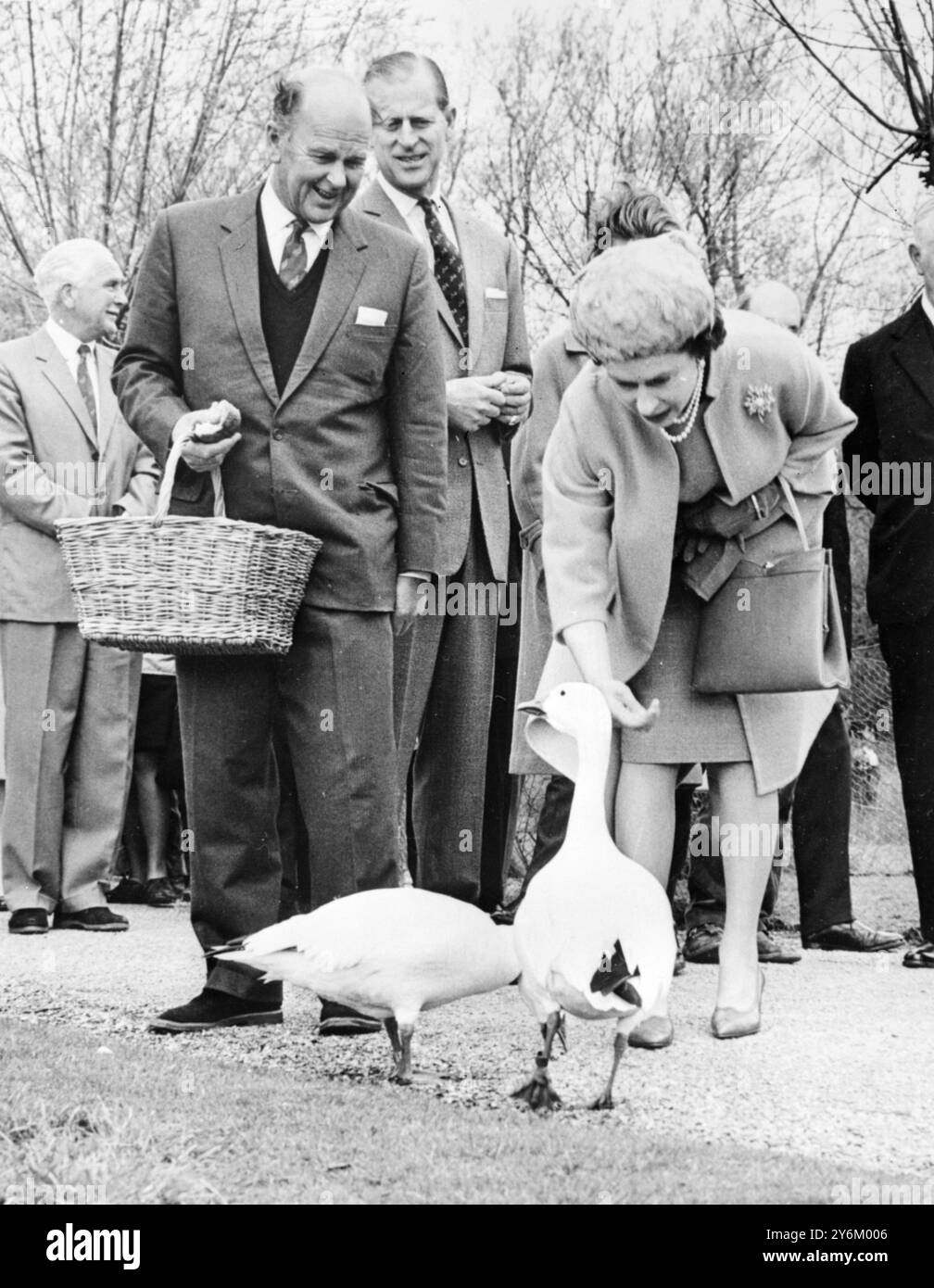 Slimbridge, Glamorganshire: Beobachtet von Peter Scott (vorne links) und H.R.H. Duke of Edinburgh, H.M. Queen Elizabeth II. Von Britian, streckt sie am 23. April nach unten, um Gänse mit braunem Brot zu füttern, als sie mehr als eine Stunde im Severn Wildfowl Trust in Slimbridge, Glamorganshire, verbrachte, nachdem sie dort ein neues Forschungszentrum für 30.000 Pfund eröffnet hatte. Die Königin in einem Aprikosenmantel und eng anliegendem Federhut wurde von mir Peter Scott, dem ehrenamtlichen Direktor, um den Trust herum gezeigt. 24. November 1961 Stockfoto