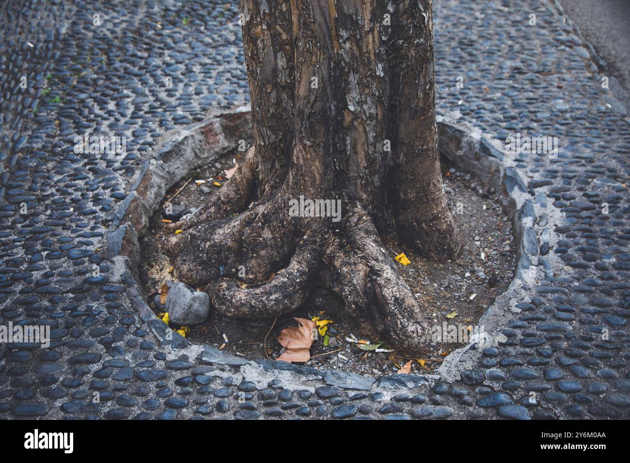 Baumstamm auf einem Bürgersteig mit Kieselsteinen Stockfoto