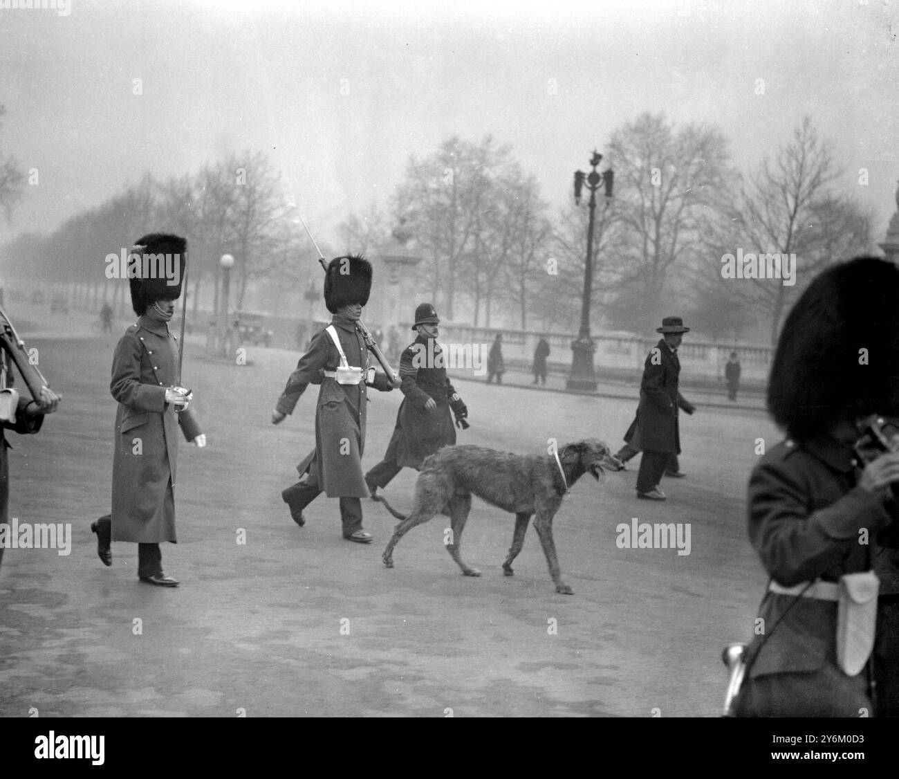 Das Maskottchen der Irish Guards springt vom Auto, um den Farben zu folgen. Februar 1932 Stockfoto
