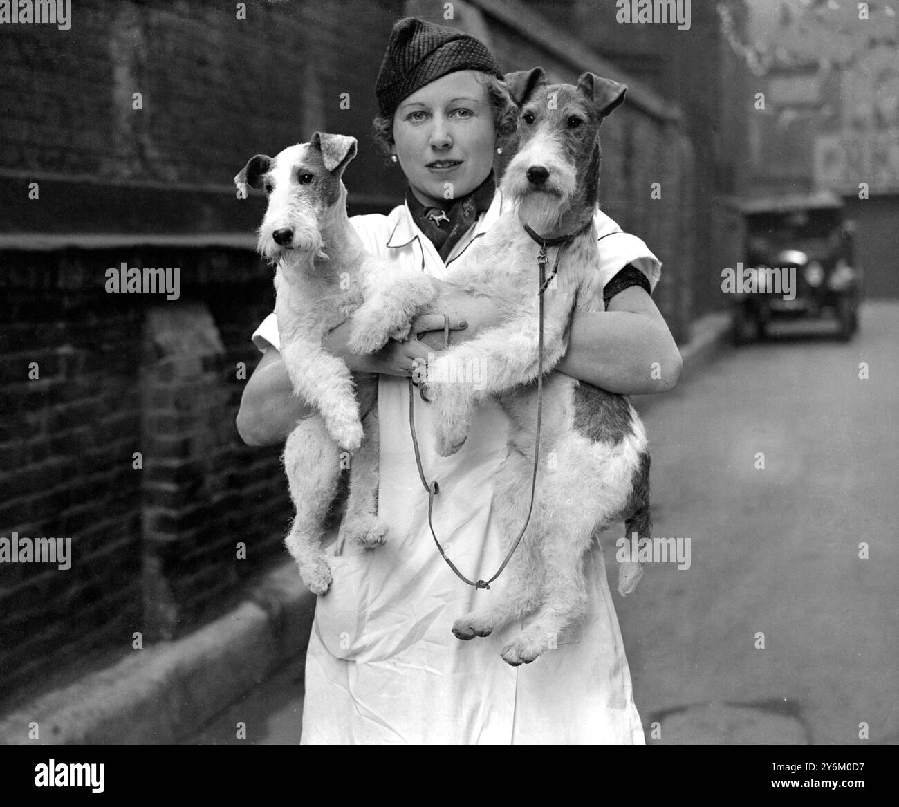 National Terrier Show im Olympia London. Miss Abel mit „Tanyard Tafane“ und „Tanyard Toprow“ am 7. Januar 1937 Stockfoto