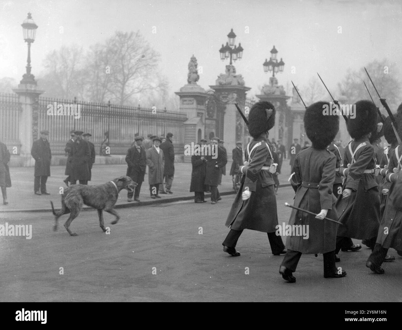 Das Maskottchen der Irish Guards springt vom Auto, um den Farben zu folgen. Februar 1932 Stockfoto