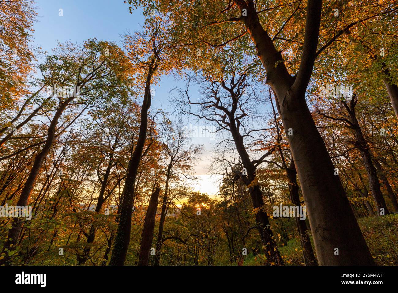 Herbststimmung in einem deutschen Wald Stockfoto