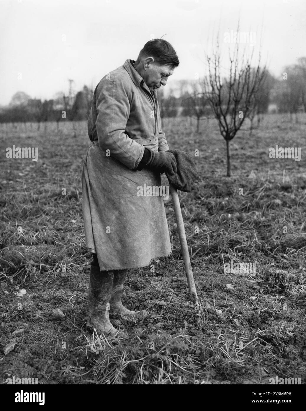 Georg VI. Starb 1952. Die Menschen im ganzen Land schweigten zwei Minuten am Tag der Beerdigung. Die königliche Beerdigung - Vikar läutet für die Huldigung der Arbeiter auf den Feldern. Landarbeiter in Sichtweite der Kirche Otham, Kent, erhielten das Signal der zweiminütigen Stille durch den Rektor von Otham-next-Willington, der die Kirchenglocke selbst moll. Stockfoto
