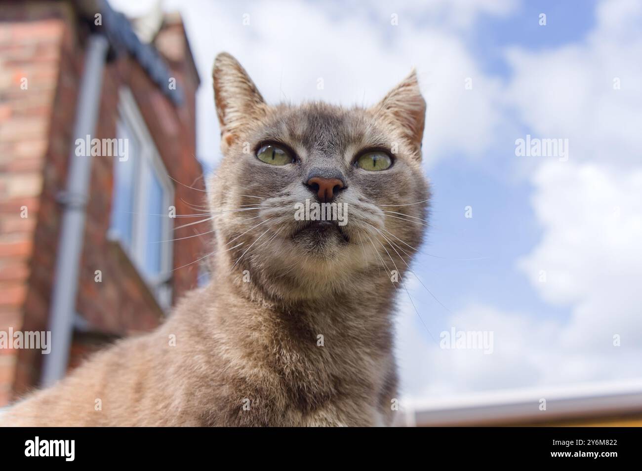 Niedliche Tabbykatze, die mit Himmelshintergrund aufblickt Stockfoto