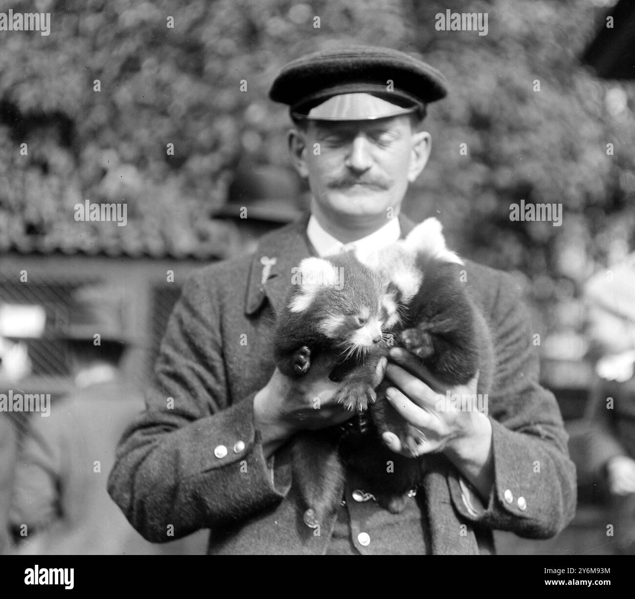 Die Pussyfoot-Zwillinge - Panda-Jungen im Zoo. 2. September 1919 Stockfoto