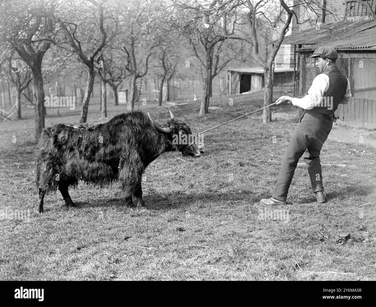 Mr. Tyrwhitt Drakes Privatzoo in Cobstree. Ein Yak, der ausgebildet wird, um an einem bevorstehenden Karneval in London teilzunehmen. Stockfoto
