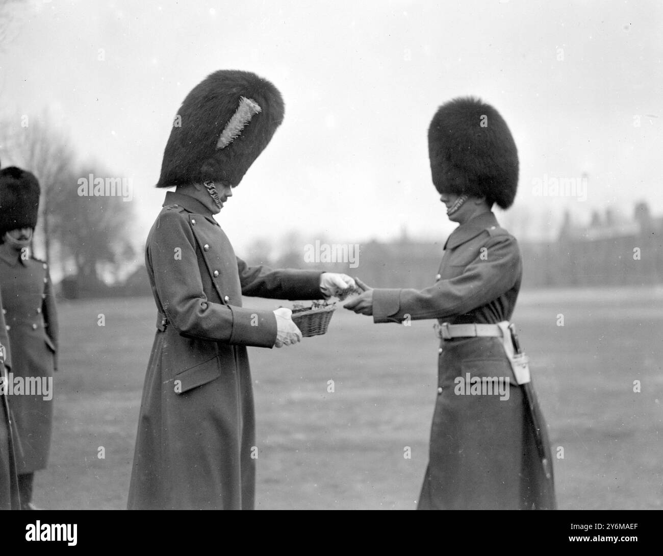 St. Patrick's Day. Colonel G.S.N. Fitzgerald, Offizier der irischen Garde, überreicht Shamrock den irischen Garden und Rekruten in Caterham. 17. März 1928 Stockfoto