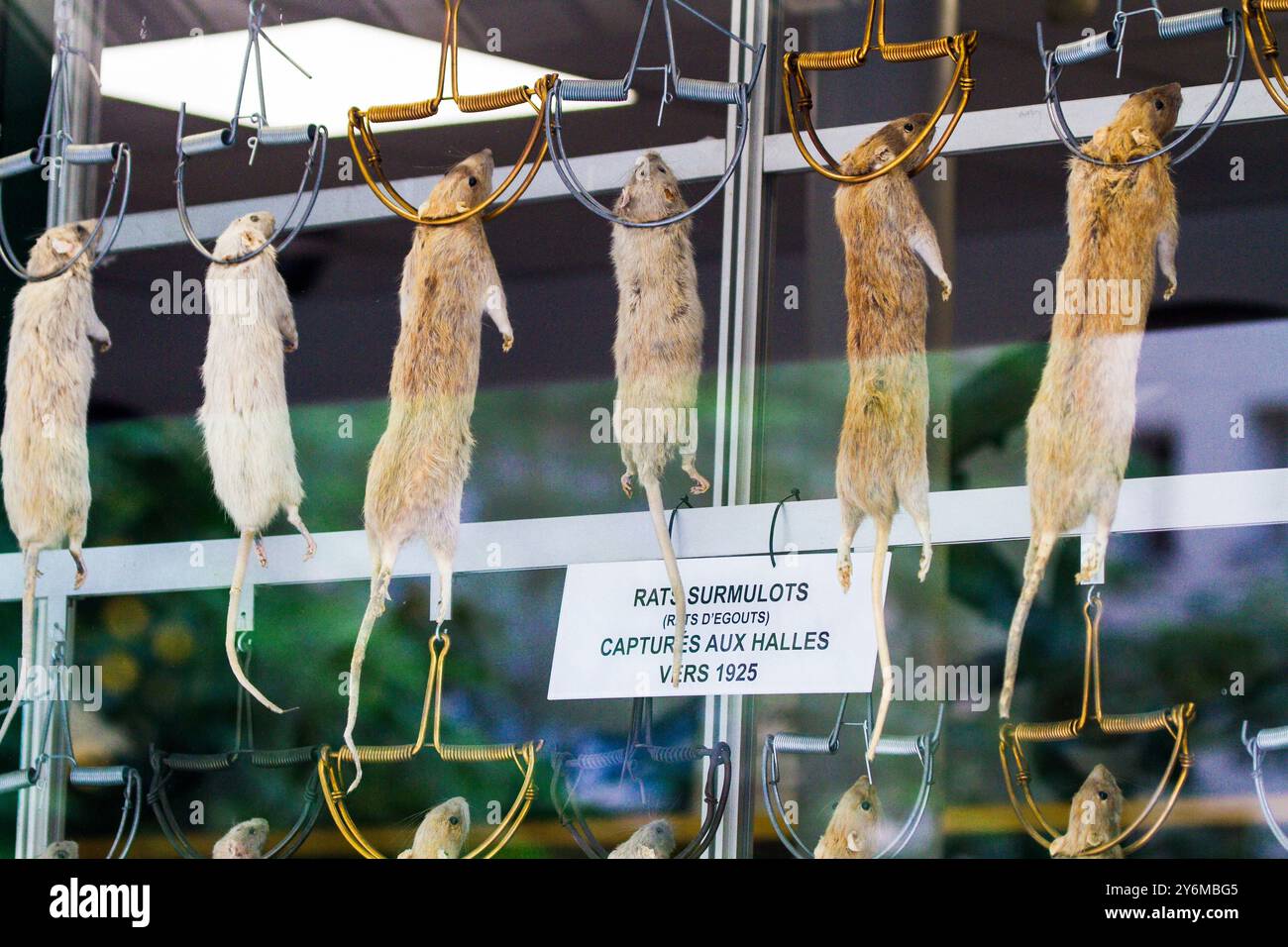 Frankreich, Paris. Bezirk 1. Boutique Julien Aurouze, Spezialist für Rattenvernichtung. Stockfoto