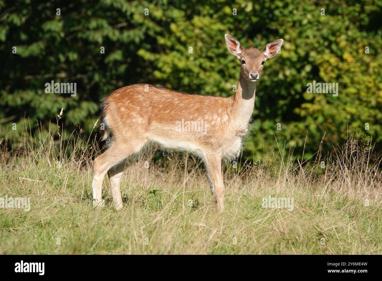 Summer UK, Alert Brave Deer Fawn Stockfoto