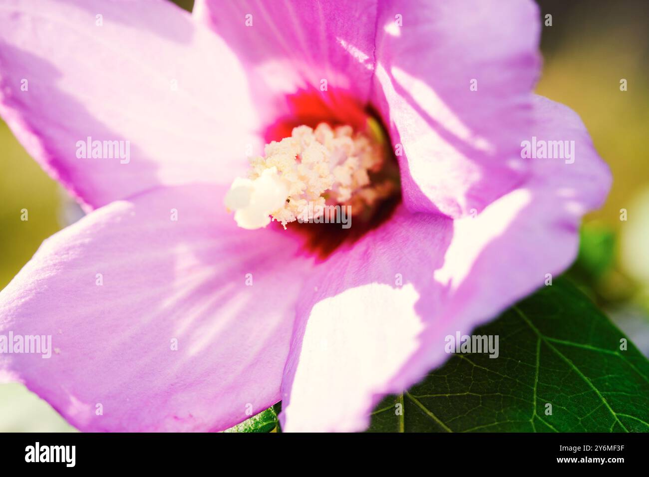 Hibiscus syriacus Oiseau Bleu, Rose von Sharon, Makrofoto Stockfoto