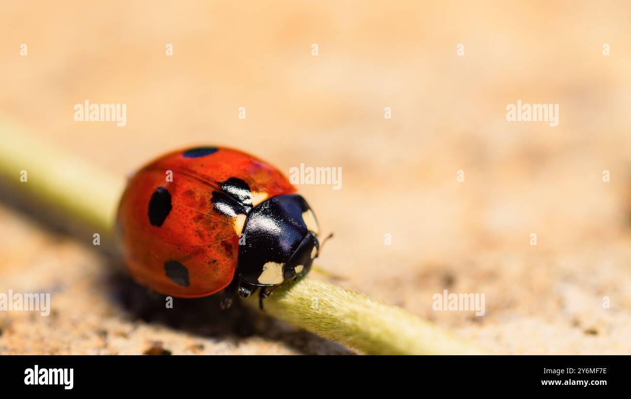 Marienkäfer auf Gras Makrofotografie Stockfoto