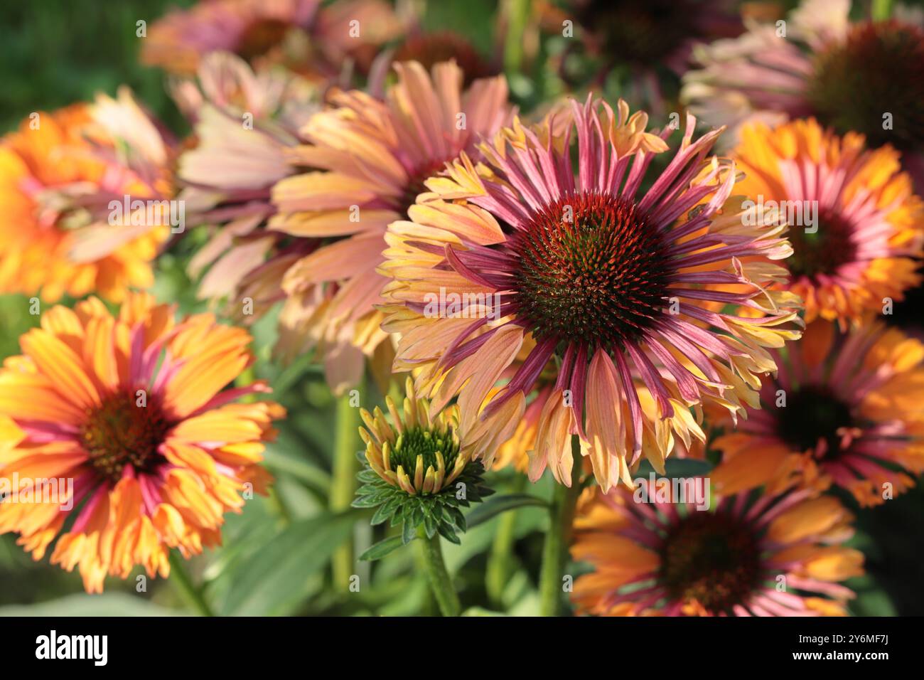 Nahaufnahme von sonnendurchfluteten orange-gelben Echinacea purpurea Blüten in einem Gartenbeet Stockfoto