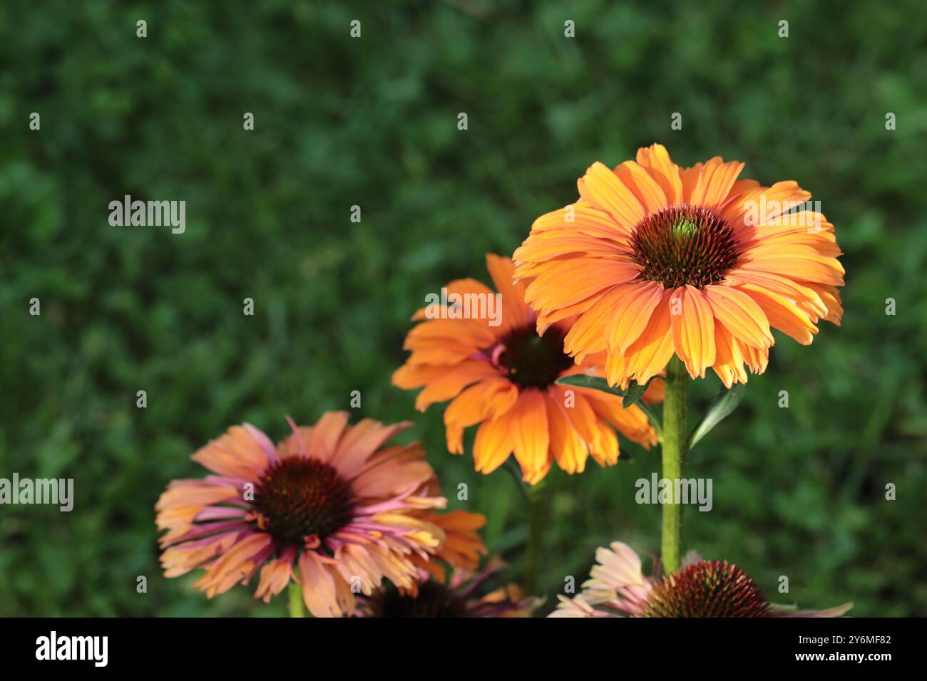 Nahaufnahme einer orangen Echinacea purpurea-Blüte in einem Blumenbeet vor grünem, verschwommenem Hintergrund, selektiver Fokus, Kopierraum Stockfoto