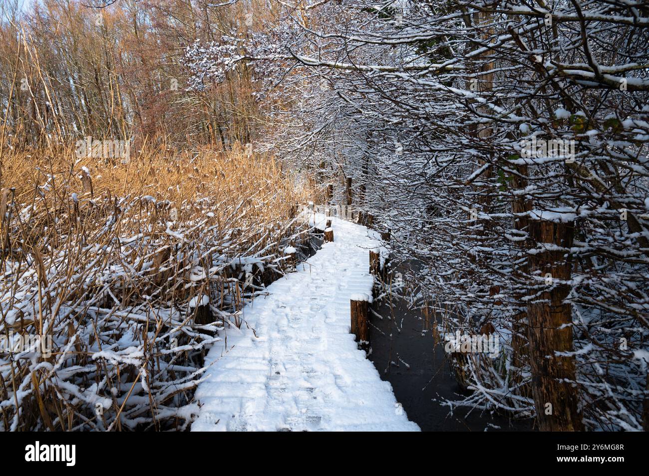 Biodiversität Haff Reimech, Feuchtgebiet und Naturschutzgebiet in Luxemburg, Teich umgeben von Schilf und Bäumen, Vogelbeobachtungspunkt, Schnee in Winte Stockfoto