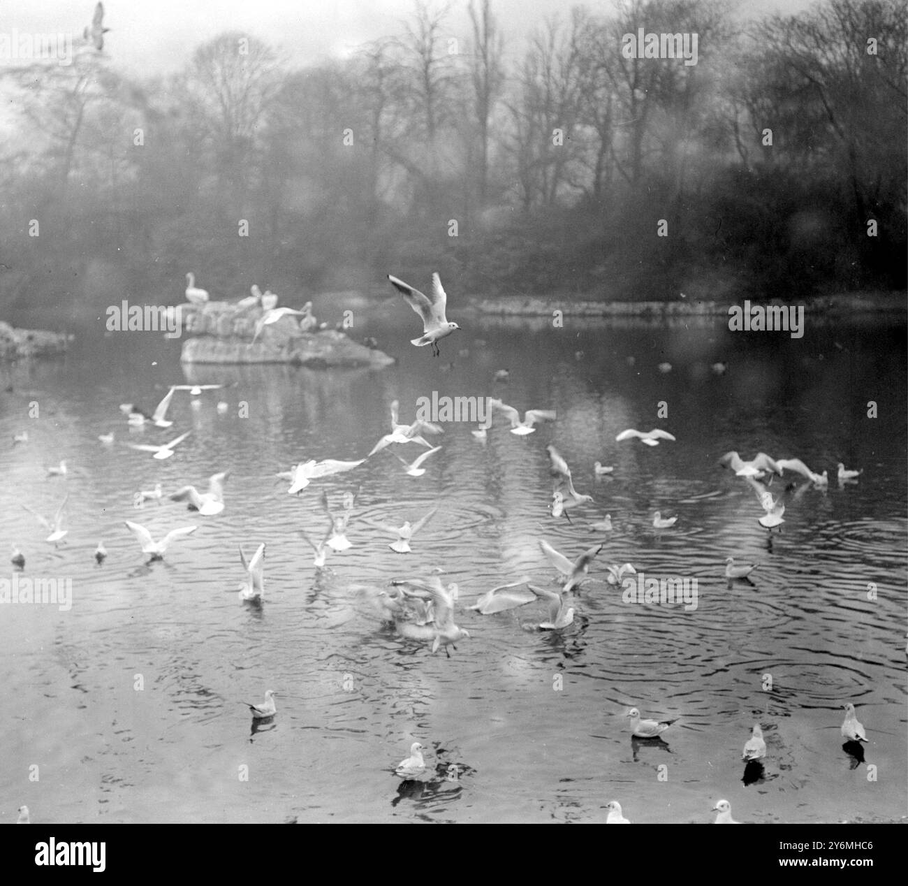 Im Zoo Seagulls ( saint James's Park ) Stockfoto