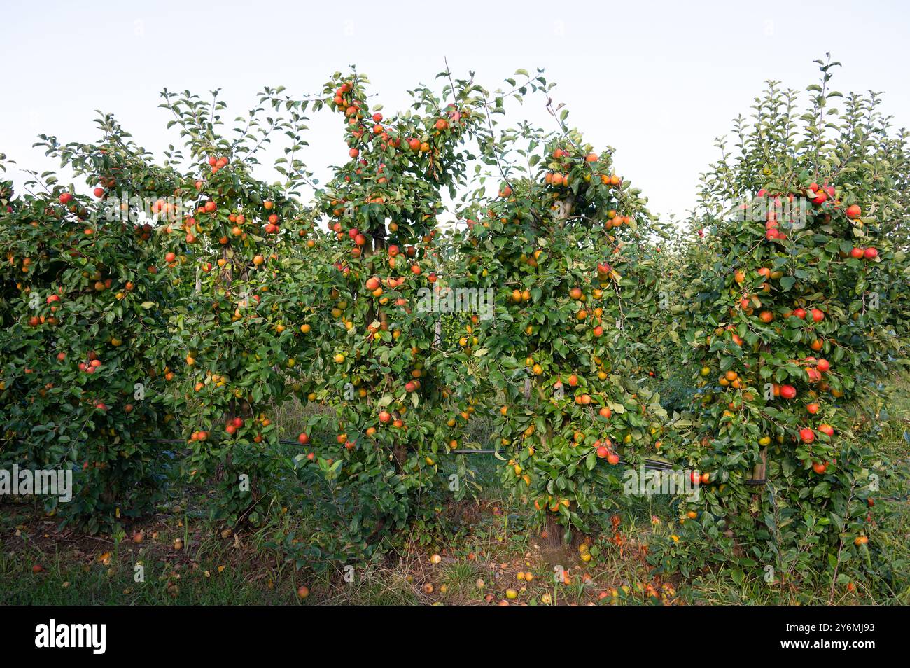 Reife rote Äpfel, die auf dem Baum wachsen, gesunde Früchte auf dem Plateau, Ernte im Sommer oder Herbst, Landwirtschaft Bauernhof, Garten Stockfoto