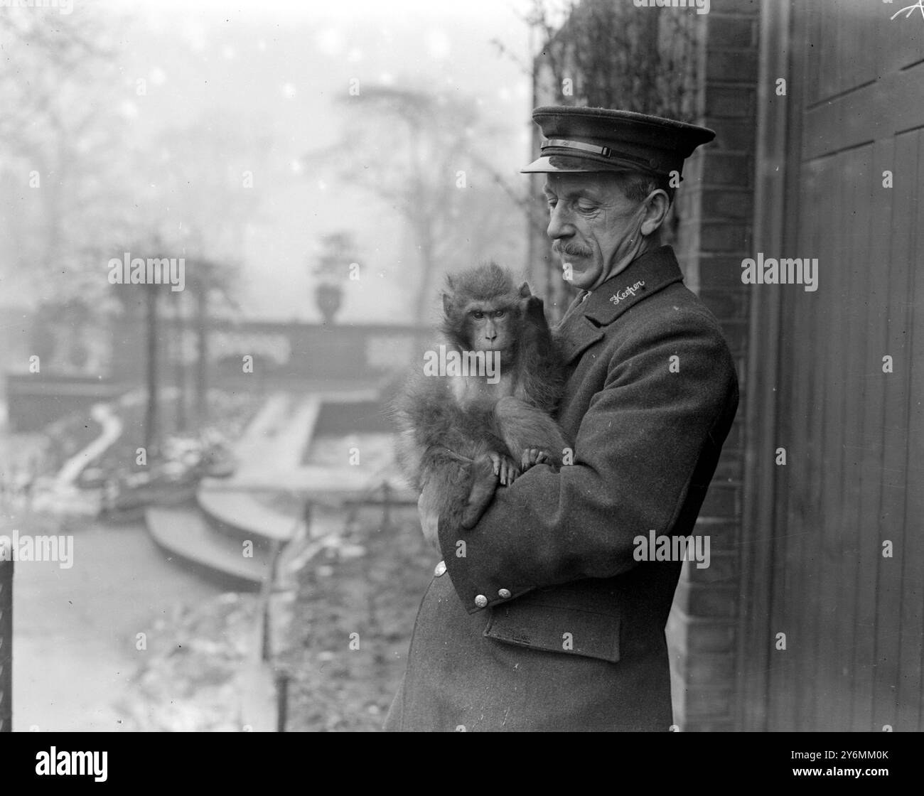 Im Zoo der Japanische Affe („Toto“), präsentiert dem Zoo von Prinzessin Tara Tsukasa, F.R.Z.S. 19. Januar 1926 Stockfoto