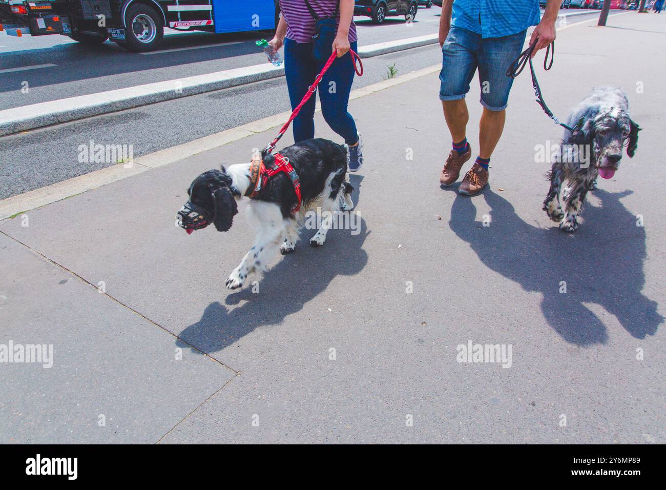 Zwei angeleinte Hunde auf einem Bürgersteig, die unter der Hitzewelle leiden Stockfoto