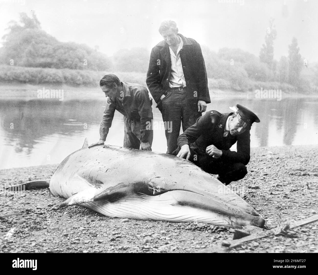 Kew, Surrey: George Simmonds (Mitte) aus North Kensington und Peter McCamilie (links) aus Hanwell untersuchen zusammen mit einem Offizier der R.S.P.C.A. einen 16 Fuß langen, eine Tonne schweren Säugetier, von dem angenommen wird, dass er ein kleinerer Rorqual-Wal ist, den die herren Simmonds und McCamilie gestern Nachmittag auf der Themse gegenüber von Kew Gardens gestrandet fanden. Er wurde wieder in den Fluss gesteckt und abgerissen, tauchte und tauchte mit unglaublicher Geschwindigkeit auf, aber spät letzte Nacht, als die Flut an der Kew Bridge zurückging, schwamm der Körper des Wals an die Oberfläche. Die Flusspolizei packte es mit Haken und Seilen und zerrte es in die Schlammgebiete Stockfoto