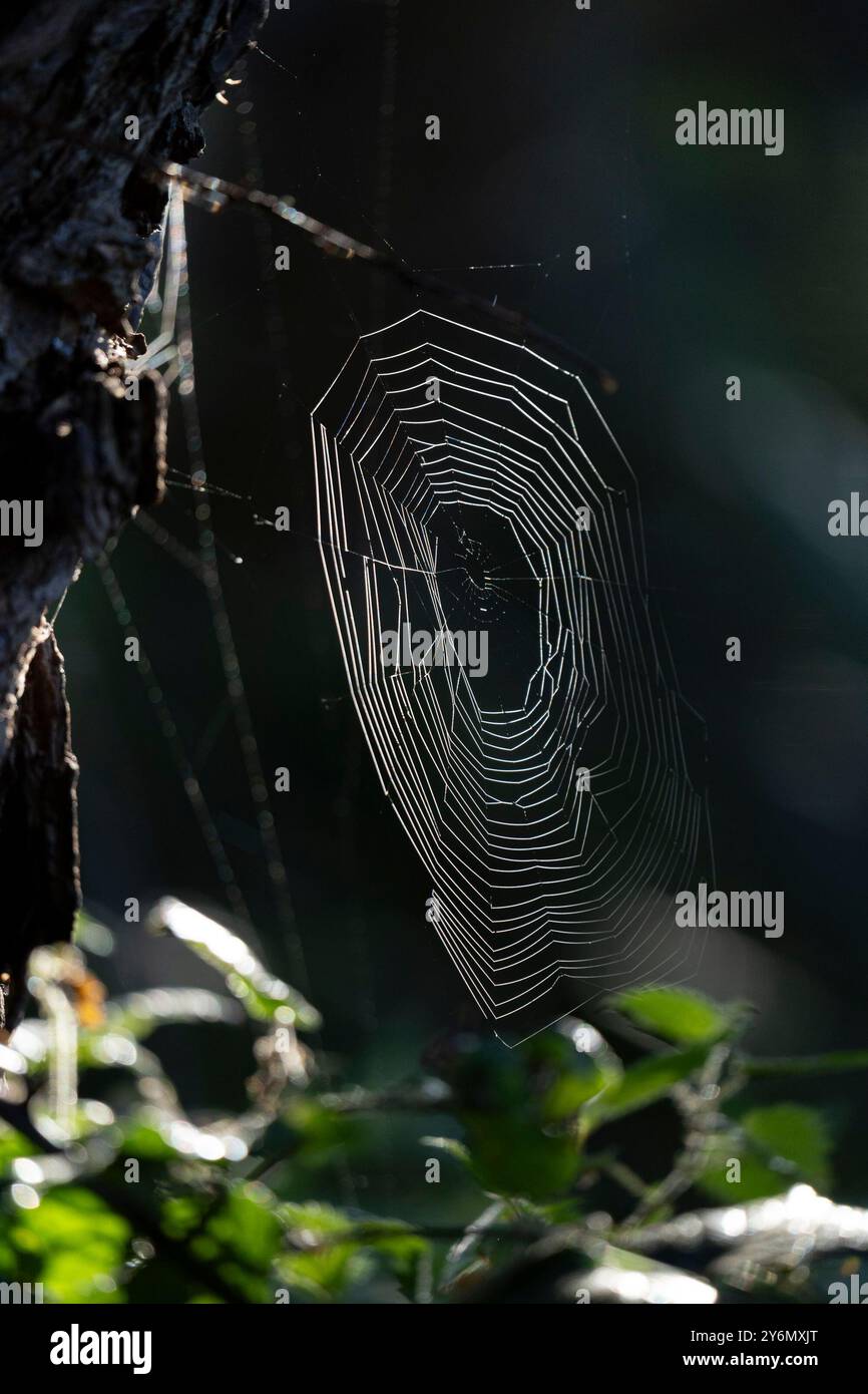 Nahaufnahme eines Spinnennetzes aus Großbritannien über einem Baumzweig, hinterleuchtet von der Herbstsonne am frühen Morgen. Stockfoto