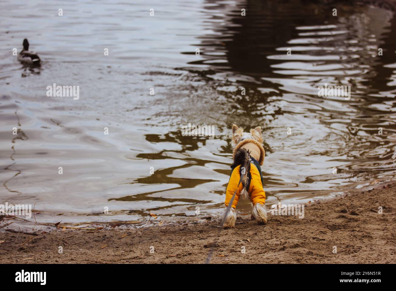 Yorkshire Terrier-Hund in einem warmen Jumpsuit am Seeufer, der auf eine Ente blickt. Haustier in warmer Kleidung im Freien. Stilvoller Hündchen zu Fuß in der Herbstsaison. Stockfoto