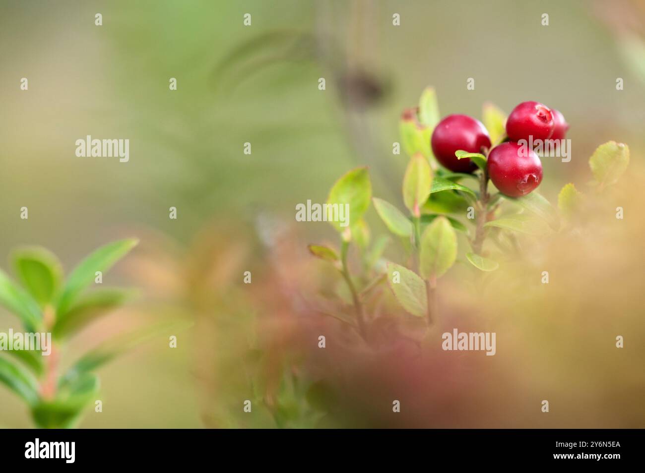 Rote reife Preiselbeeren (Vaccinium vitis-idaea), unscharfes Bild. Stockfoto