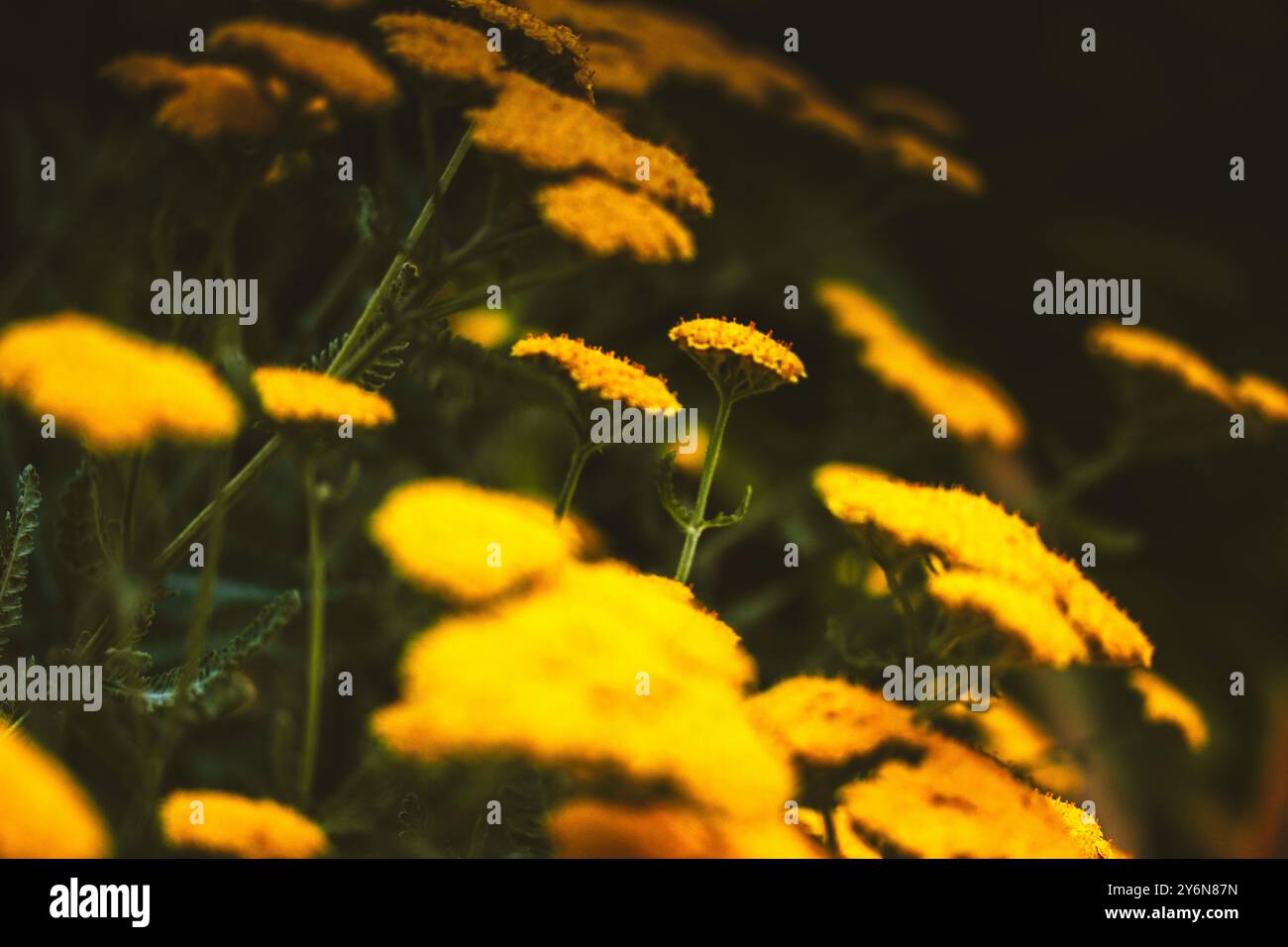 In einem Sommergarten wachsen leuchtend gelbe Blüten auf einem grünen natürlichen Hintergrund. Heilpflanze in Blüte Blumenmuschel im Sommer Stockfoto