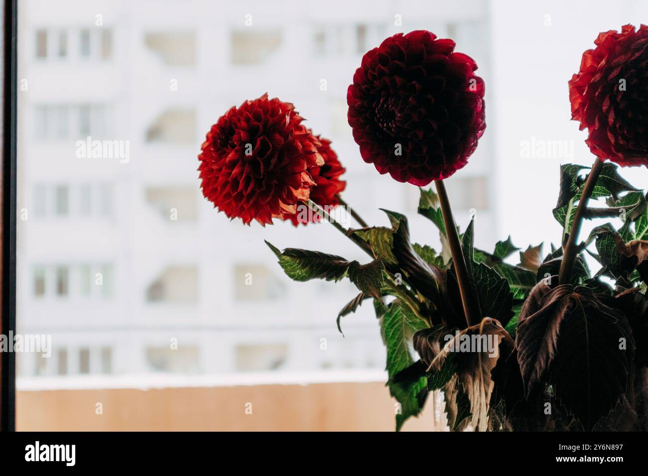 Ein Strauß dunkelroter Dahlienblüten in einer Vase, die auf einer Fensterbank steht. Blumenarrangements für Wohnkultur. Herbstliche Gartenpflanzen in Blüte. Stockfoto