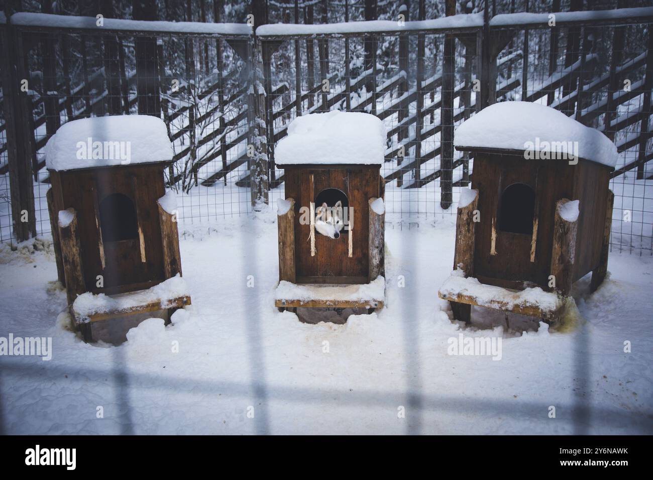 Skandinavien, Lappland, Finnland. Husky, Schlittenhund Stockfoto