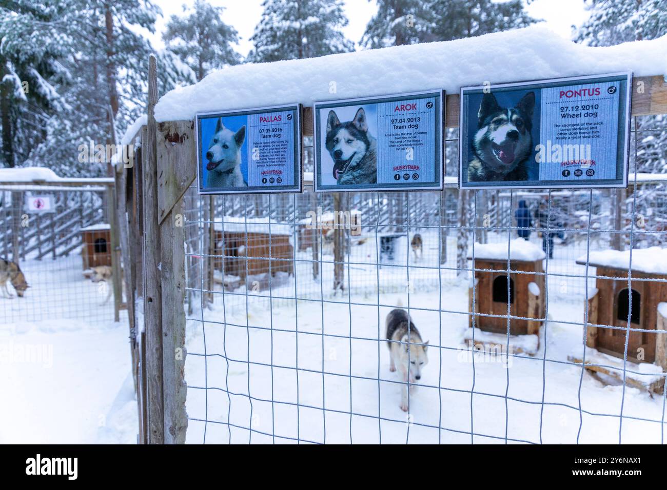 Skandinavien, Lappland, Finnland. Husky, Schlittenhund Stockfoto