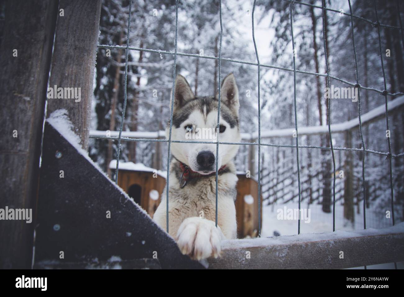 Skandinavien, Lappland, Finnland. Husky, Schlittenhund. Wandaugen Stockfoto